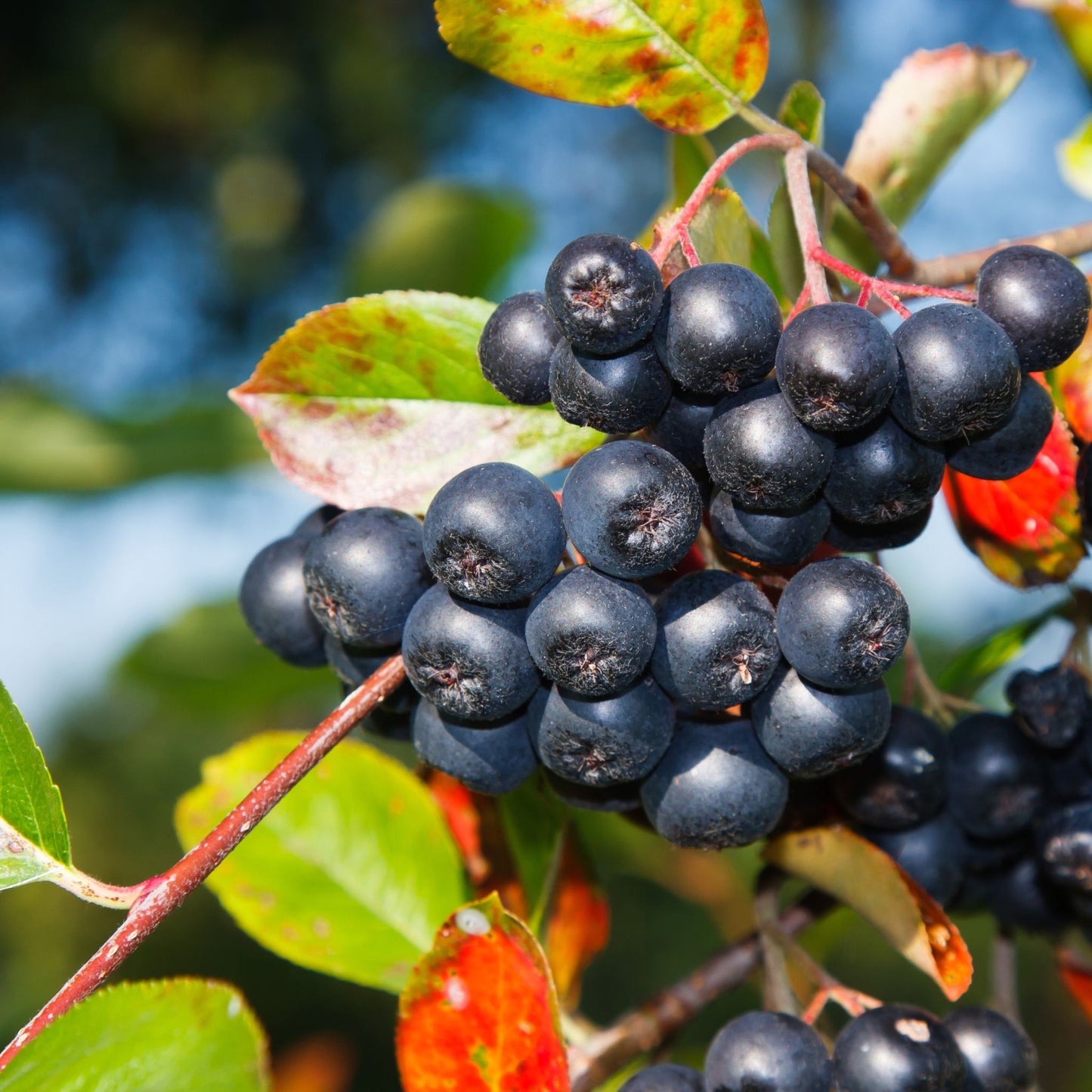 Aronia Chutney / 180ml